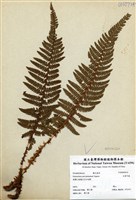 藏品(尖葉耳蕨)的圖片